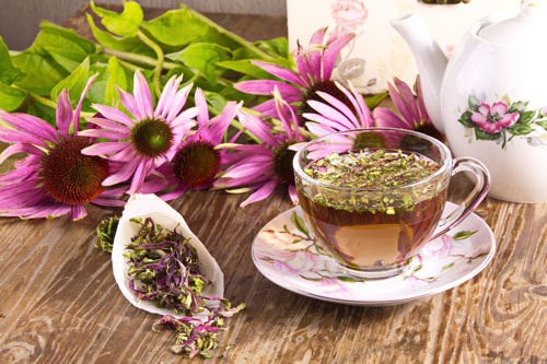 Echinacea Flowers on a Table with a Tea Cup.